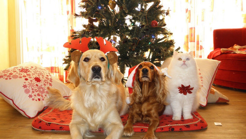 Pets Also Have Their Christmas Gifts