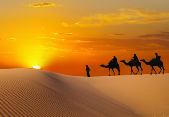 Silk Roads, Sunset, Camel