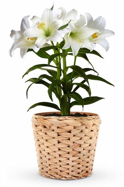 Graceful Easter Lily Plant on sale price $44.99